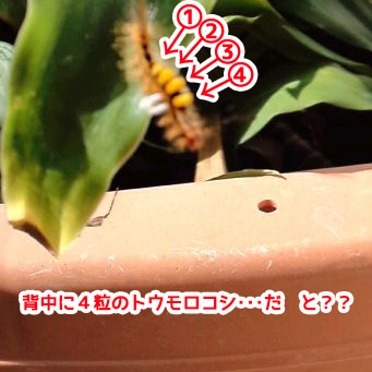 ぷ~.jpg ぷ~.jpg