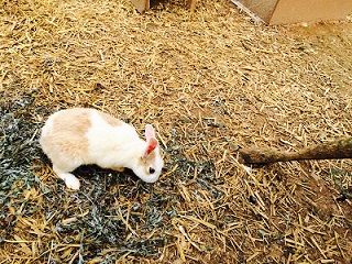 うさぎ１