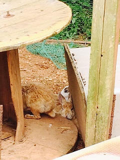 うさぎ3 うさぎ3