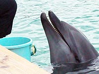 イルカのココちゃん
