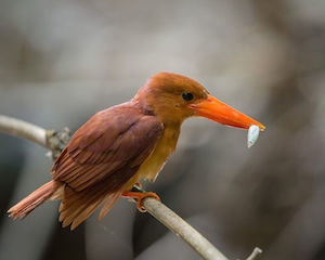 あかしょーびn