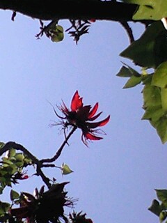 デイゴの花