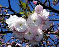 八重桜、きれいでしょ♪ 八重桜、きれいでしょ♪