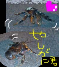 やしがにのコピー.jpg