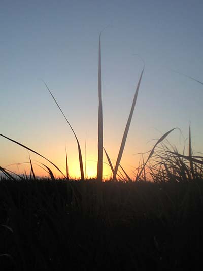 きびにかかる夕日
