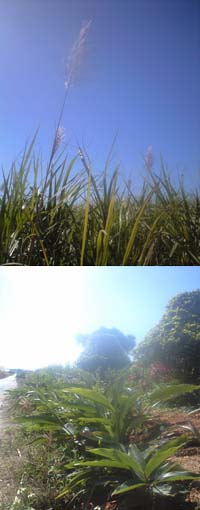 背が高～～いきびだ