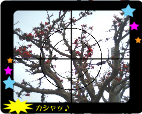 でいごのコピー.jpg でいごのコピー.jpg