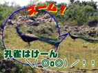 孔雀.jpg 孔雀.jpg