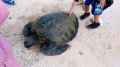 ウミガメの放流